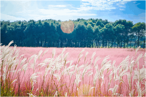 doi-co-hong-da-lat-lavender-3