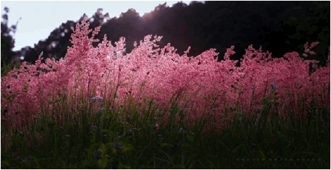 doi-co-hong-da-lat-lavender-4